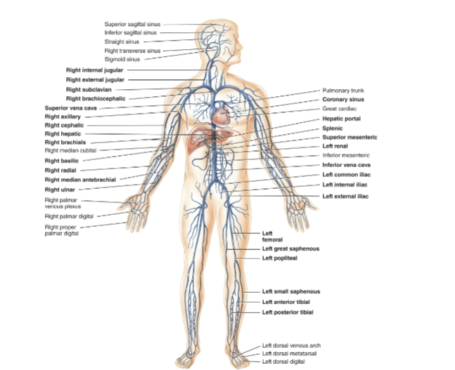 <p>Major systemic Veins</p>