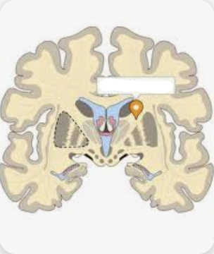 <p>Name the major white matter tract</p>