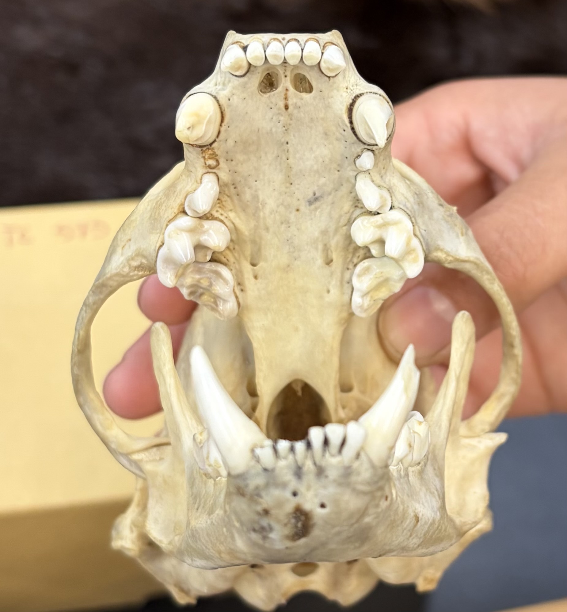 <ul><li><p>Carnivora</p><ul><li><p>Carniformia</p><ul><li><p>Mustelidae</p></li><li><p>world-wide except antactica, Australia, Madagascar</p></li></ul></li></ul></li></ul><p></p>