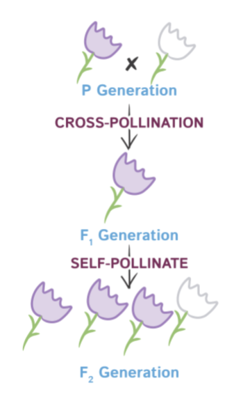 <ul><li><p>P generation = Parent generation</p></li><li><p>F1 generation = First generation of offspring from parents</p><ul><li><p>P x P</p></li></ul></li><li><p>F2 generation = Second generation of offspring</p><ul><li><p>F1 x F1 = F2</p></li></ul></li></ul><p></p>