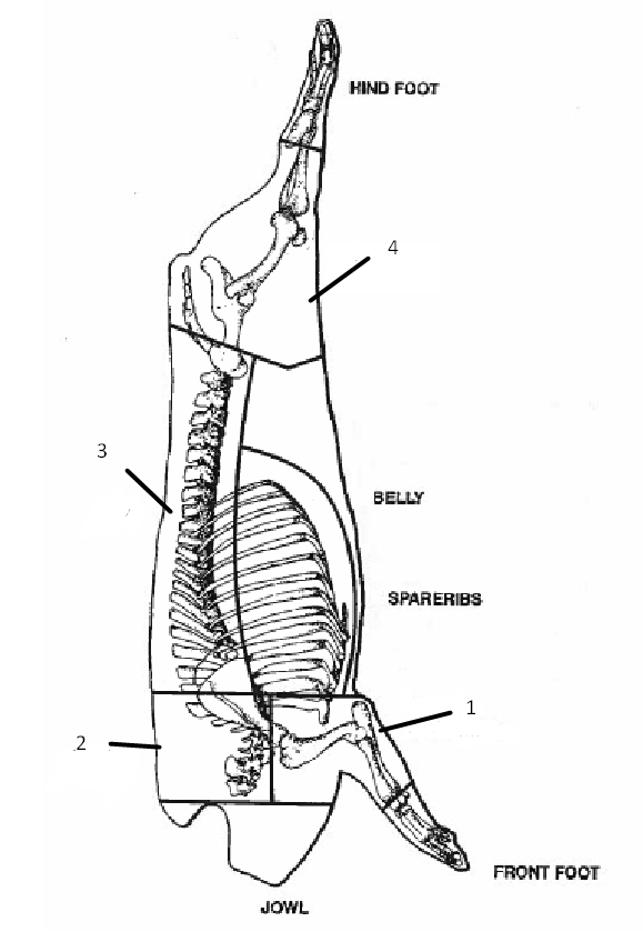 <p>What primal cuts are at each position of the pork carcass?</p>