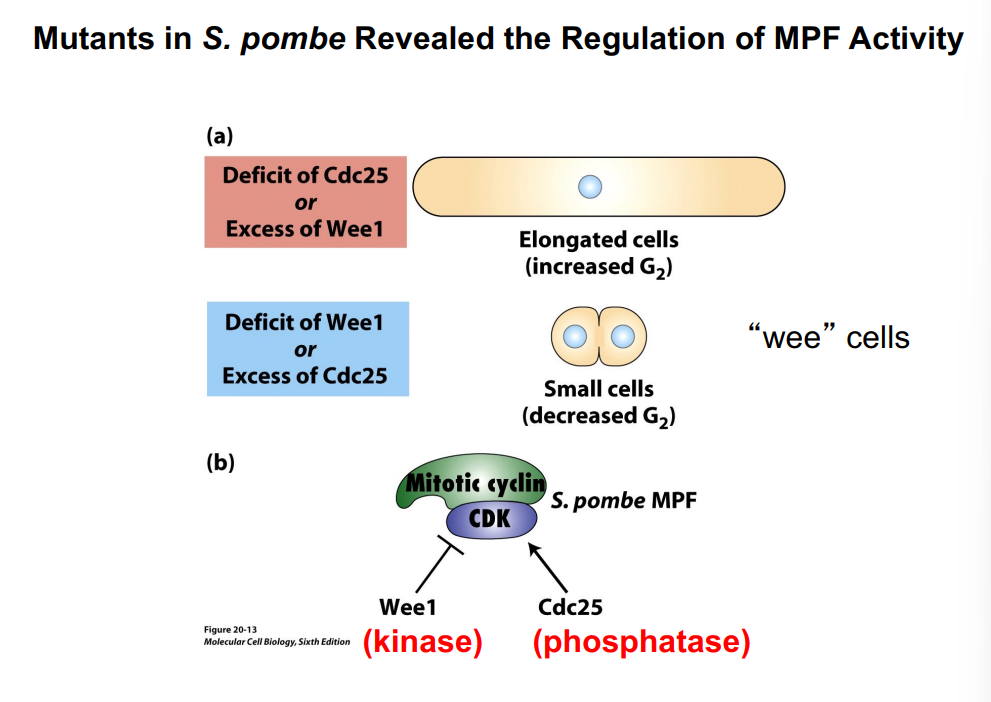 <p><span style="background-color: transparent;"><strong>Evidence from S. pombe Mutants</strong></span></p>