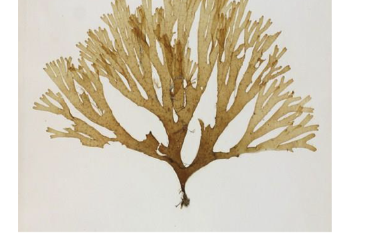 <p>Druzina razred red rod</p>