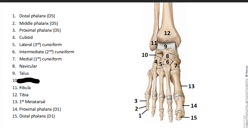 <p>What bone landmark of <strong>Foot?</strong></p>