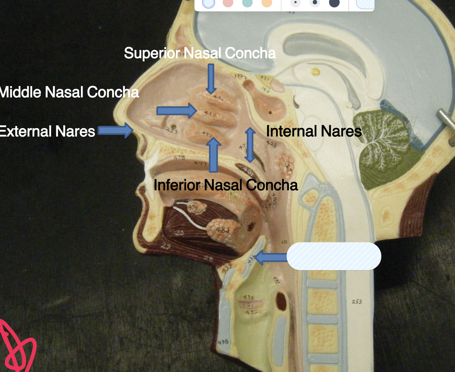 knowt flashcard image