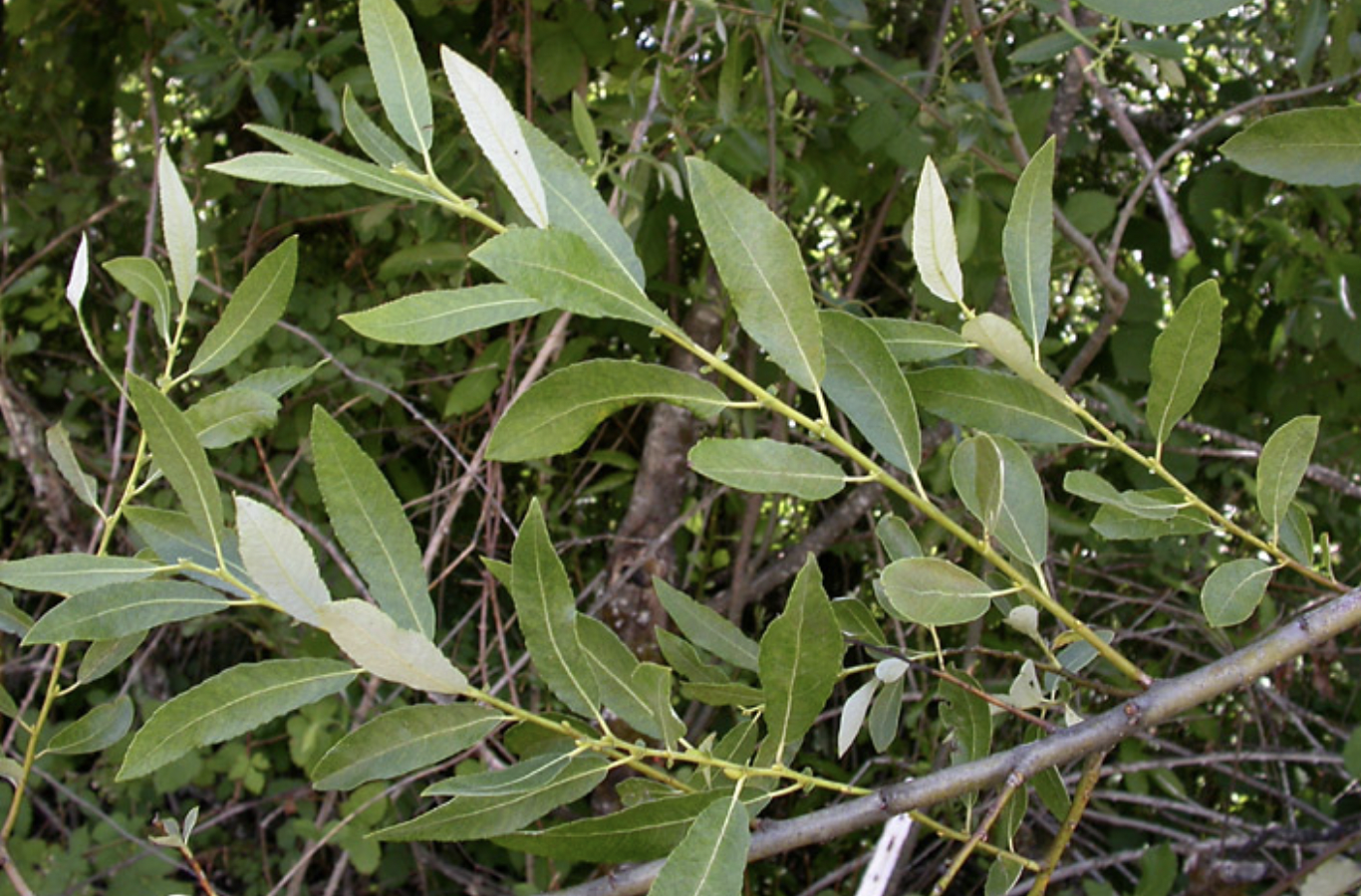 <p>Salix lasiolepis </p>