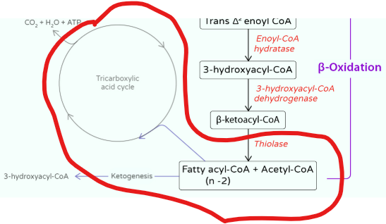 <p>What happens during the clevage step of beta oxidation </p>