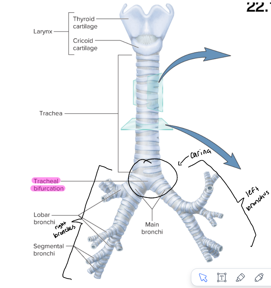 <p>the “windpipe.” a rigid tube supported by 16-20 C shaped rings of hyaline cartilage to prevent collapse during inhalation</p>