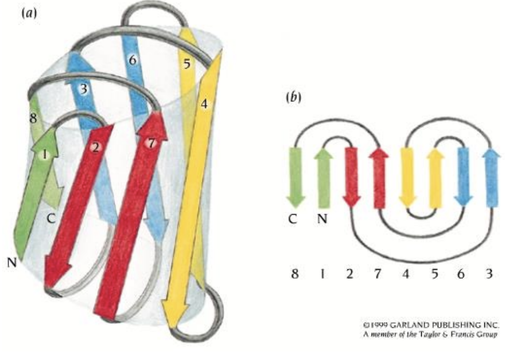 <p>A beta protein motif. </p><ul><li><p>“Wrapped” version of Greek key, where the N- & C-terminals always end up close</p></li></ul><p></p>