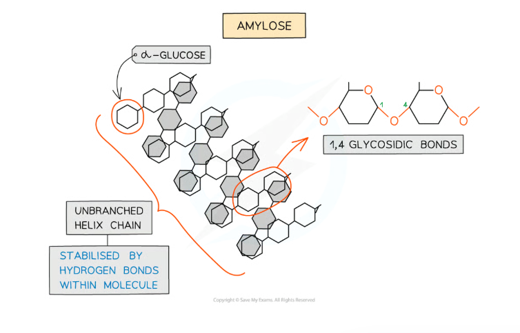 <ul><li><p>unbranched helix shape - The helix shape enables it to be more compact and thus more can be more easily stored</p></li><li><p>held together by H-bonds within molecules </p></li><li><p>has 1,4 - glycosidic bonds between alpha-glucose molecules </p></li></ul><p></p>