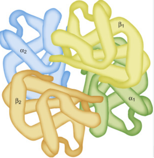 <p>Formed when two or more polypeptides join to form an active protein like in hemoglobin </p><ul><li><p>Some proteins contain more than one polypeptide chains </p></li><li><p>These chains are held together with a variety of the side chain interactions </p></li></ul><p></p>