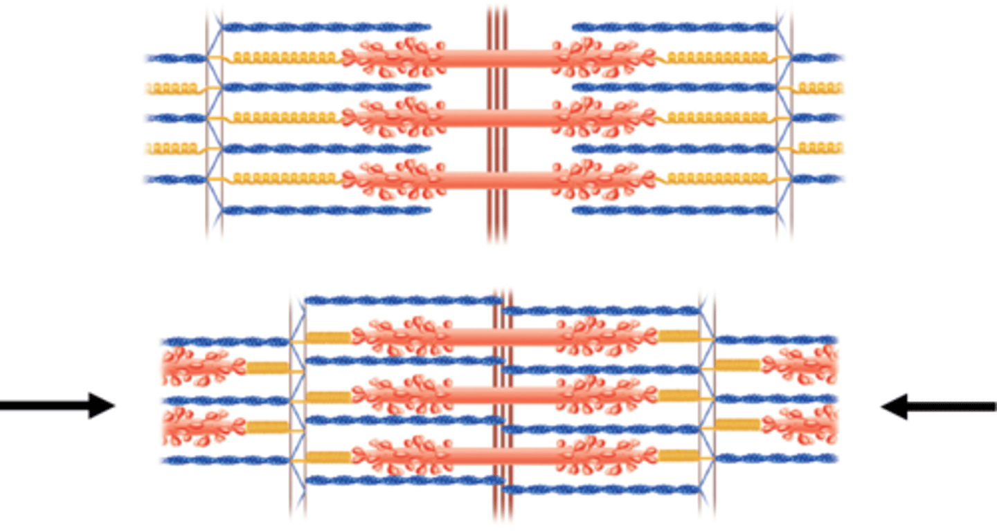 <p>shortening of the sarcomere is due to the overlapping of actin and myosin and NOT the shortening of the filaments.</p>