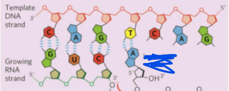 <p>what are the substrates of RNA polymerase </p>
