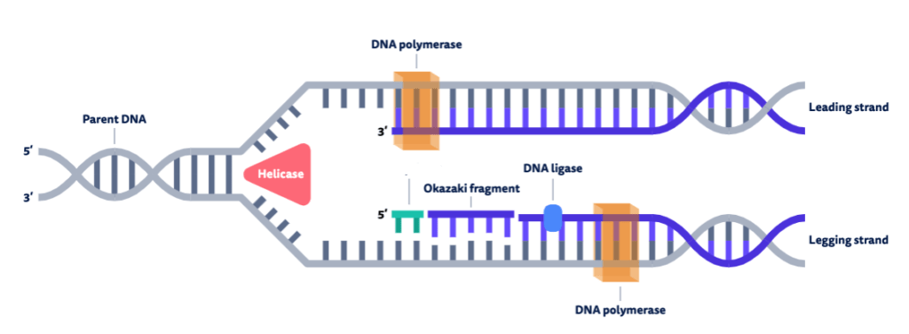 <p>what is the green section called and purpose?</p>