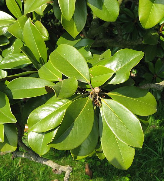 <p>Large evergreen tree with a dense pyramidal to broadly oval crown. Evergreen, alternate, thick, and leathery. Upper surface glossy dark green; undersides rusty-brown to cinnamon with dense fuzzy hairs. Very large creamy white, highly fragrant flowers to 8-12” wide. </p>