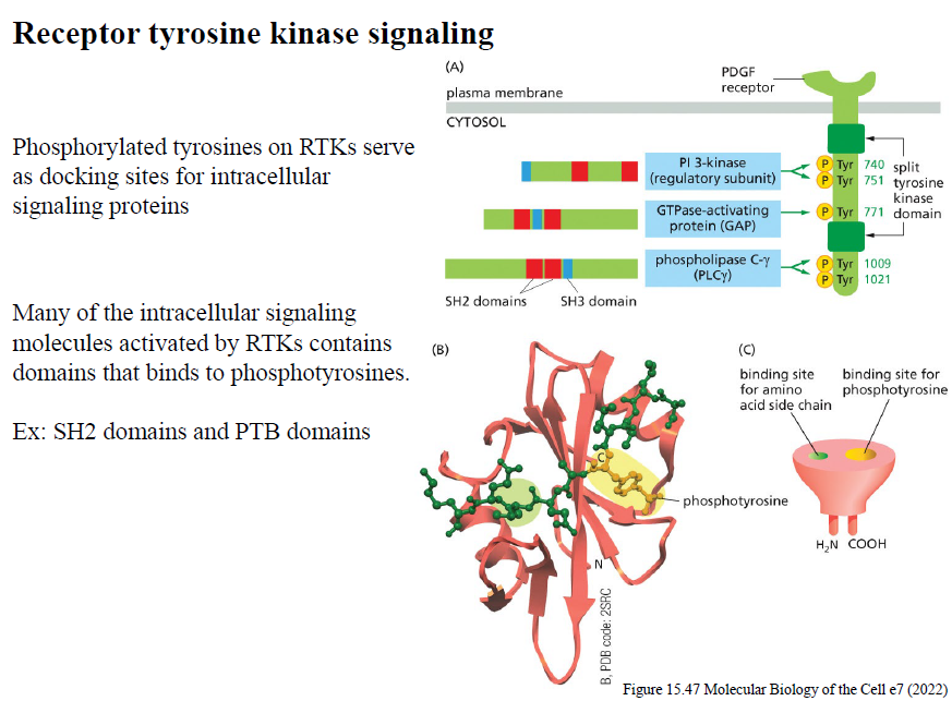 <p>SH2- og PTB-domæner binder phosphotyrosiner på aktiverede RTKs og rekrutterer intracellular signaling proteins til receptoren.</p>