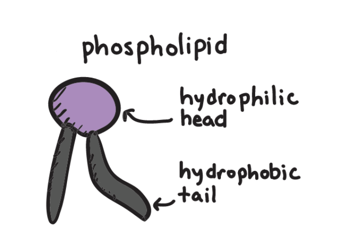 <p>head = hydrophilic / polar </p><p>tail = hydrophobic / non-polar </p><ul><li><p>organised in a bilayer </p></li></ul><p></p>