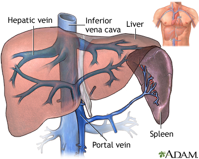 <ul><li><p>splenic vein</p></li><li><p>superior mesenteric vein</p></li></ul><p></p>