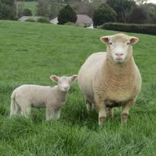 <p>What is the name of this breed?</p>