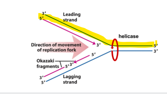<p>which strand is has DNA synthesis occurs continuously 5’→3’</p>