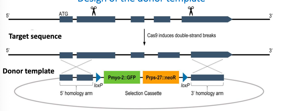 <p>Selectable markers to detect transformed worms</p><ul><li><p>antibiotic resitance gene (neoR), to select for worms that have been edited sucessfully</p></li><li><p>GFP used to track this mutation in crosses</p><ul><li><p>a marker for having at least one deleted copy of the gene</p></li><li><p>fluorescence intensity reflects whether the worm is heterozygous or homozygous for the deletion (2x GFP)</p></li><li><p>Pmyo-2 and Prps-27 are promoters</p></li></ul></li></ul><p></p>