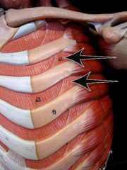 <p>external, internal, innermost</p><p>innermost and internal go in opposite direction of external intercostal muscles</p>
