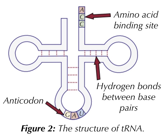 <p>trna is involved in translation, carrying the amino acids used to make proteins to the ribosomes. trna is a single polynucleotide strand folded into a clover shape, held in this shape by hydrogen bonds at the base pairs</p><p>each trna molecule has a specific sequence of three bases at one end called an anticodon. at the other end, there is an amino acid binding site</p>