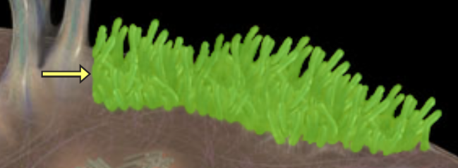 <p>Gen cell</p>