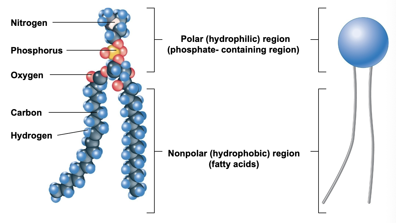<ul><li><p>Major membrane component</p></li><li><p>Amphipathic properties</p><ul><li><p>Hydrophilic (polar) head</p></li><li><p>Hydrophobic (non polar) tail</p></li></ul></li></ul><p></p><p></p>