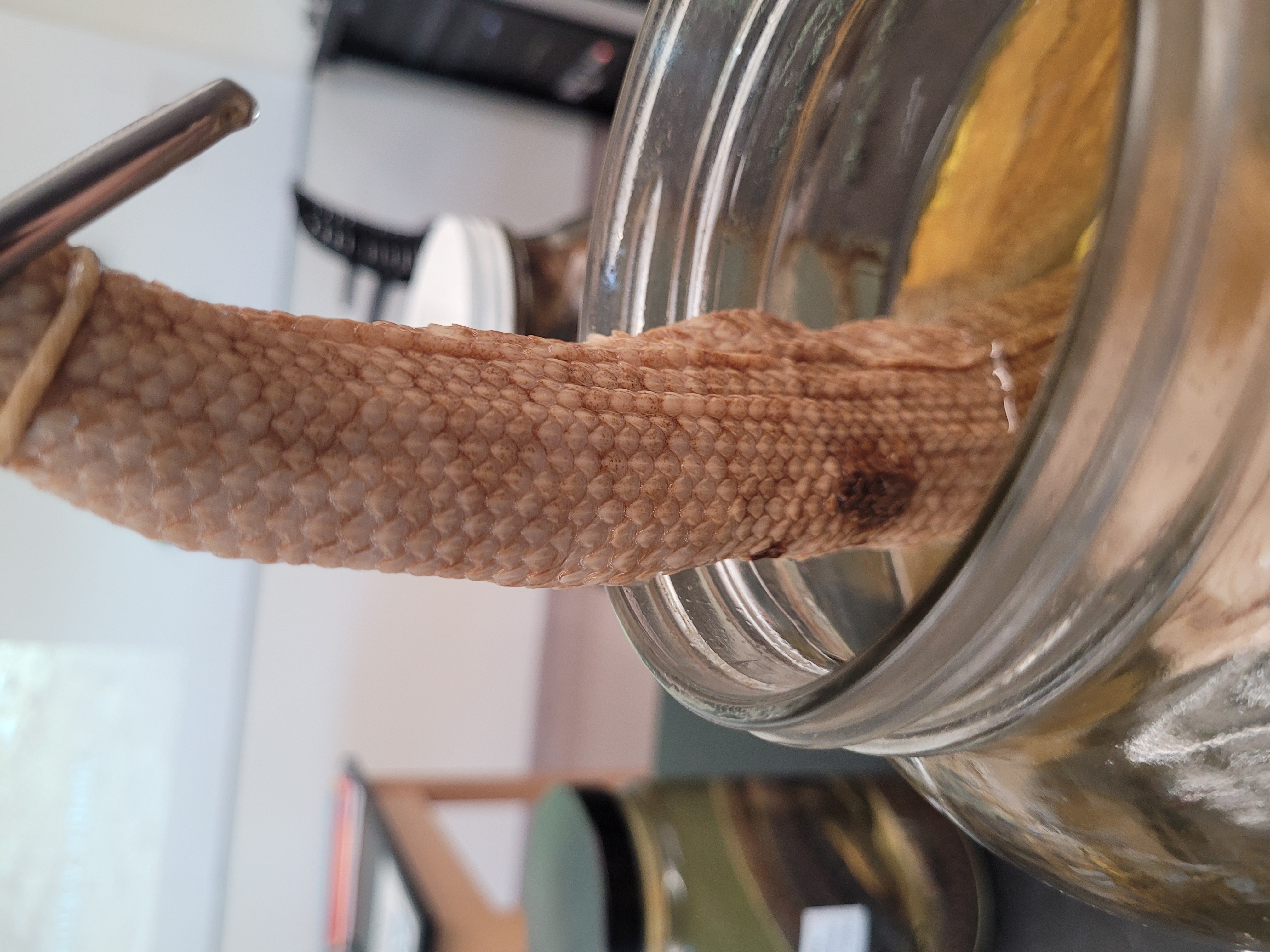 <p>What snake is this</p>