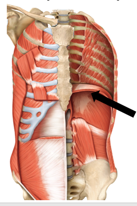 <p>What muscle is being pointed to? what is its action? What is its innervation?</p>