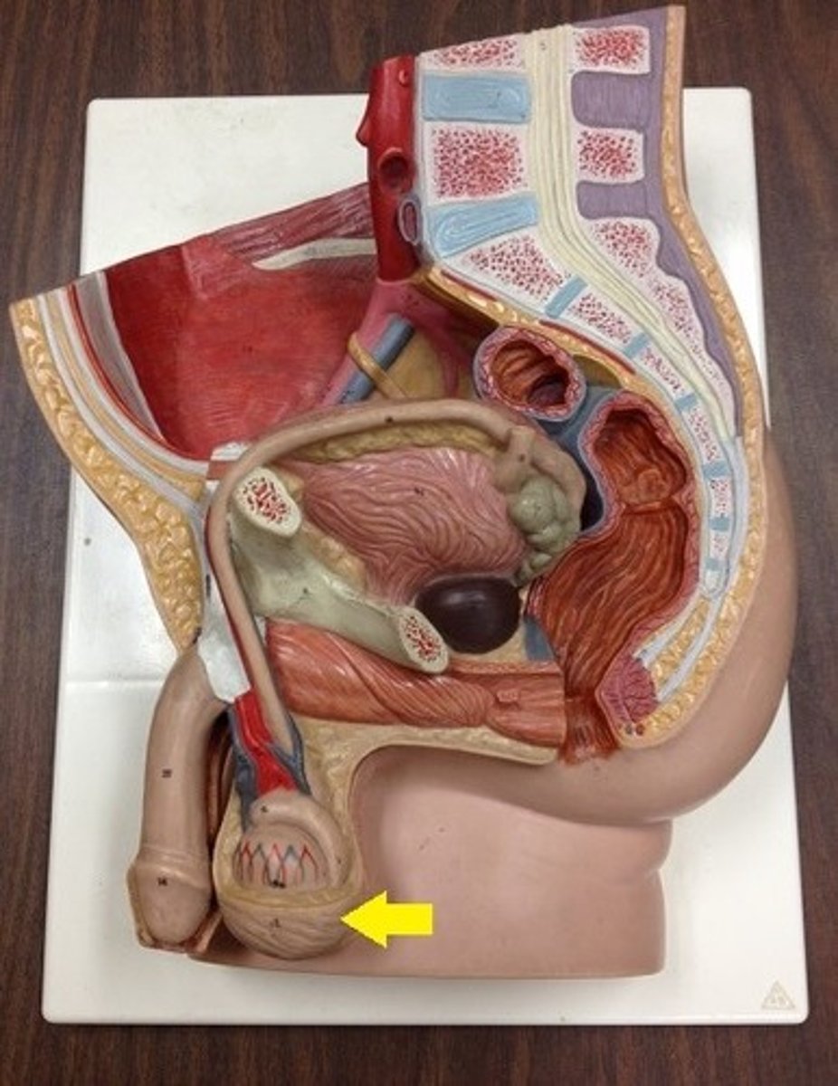 <p>External sac that contains the testes</p>