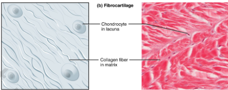 <p>Collagen fibers; little ground substance</p><p>Less Squishy</p>