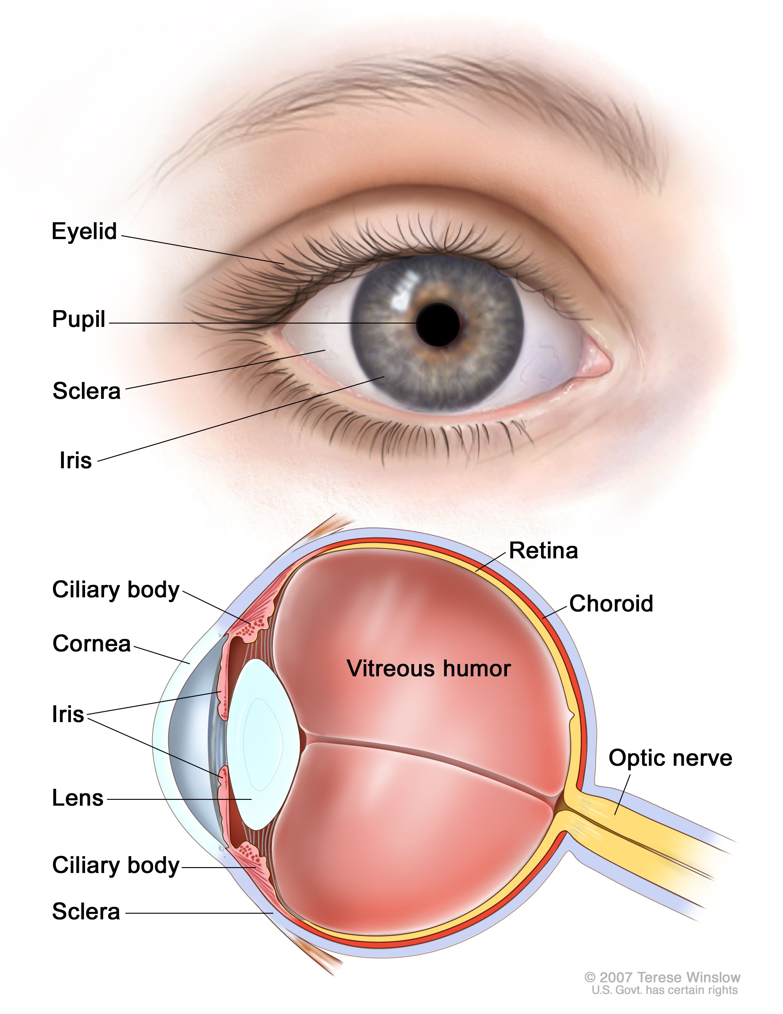 <p>Colored part of the eye</p>