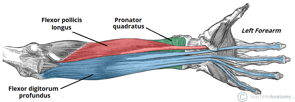 <p><strong>deep layer</strong></p><p>flexor pollicis longus (lateral to profundus)</p><ul><li><p>origin- radius, interosseous(b/n bones) membrane </p></li><li><p>insertion- distal phalanx of digit 1 (thumb)</p></li><li><p>main actions- flexion of distal phalanx of digit 1</p></li></ul><p>flexor digitorum profundus(profound aka deep)(innervated by ULNAR nerve)(below superficialis, white)</p><ul><li><p>origin- anterior ulna, interosseous membrane</p></li><li><p>insertion- distal phalanx of digits 2-5</p></li><li><p>main actions- flexion of DIP joints(distal interphalangeal), flexion of PIP joints(proximal interphalangeal), flexion of MCP joints(metacarpophalangeal), flexion of wrist</p></li></ul><p>pronator quadratus(square)(deep to everything)</p><ul><li><p>origin- distal ulna</p></li><li><p>insertion- distal radius</p></li><li><p>main actions- pronation of forearm </p></li></ul><p></p>