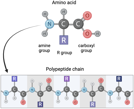 <p>Amino Acids + Polypeptides</p><ul><li><p>C, H, O, N, S</p></li></ul><p></p>