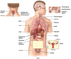 <p>To examine the structures and functions of the endocrine system.</p>