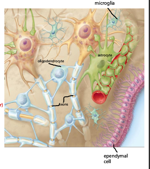 <p>myelinate axons in CNS</p>