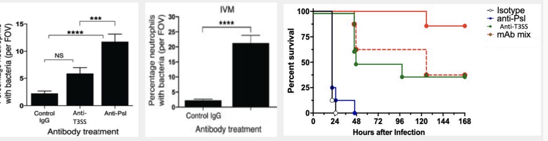 <p>Phagocytosis increased significantly with Anti-Psl but Anti-PcrV mice cleared the infection better.</p>