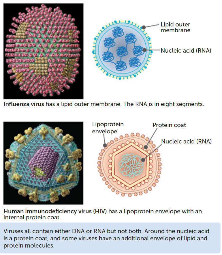 <ul><li><p>not living and need a host to survive </p></li><li><p>spherical with spikes </p></li><li><p>some beneficial viruses present in our gut, skin and blood that can kill undesirable bacteria and more dangerous viruses </p></li><li><p>they are smaller than bacteria </p></li><li><p>consist of genetic material, protein coat and a layer of fat</p></li><li><p>can also assume different shapes such as spacecraft, spirals, cylinders and ball shapes</p></li></ul><p></p>