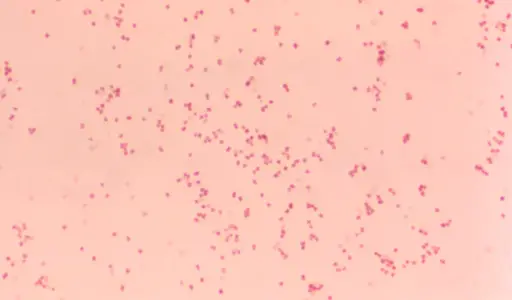 <p>diplococci</p>