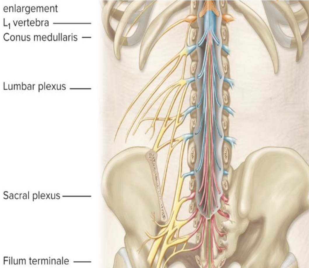 <p>D. Sacral Part</p><p>What is the conus medullaris?</p>