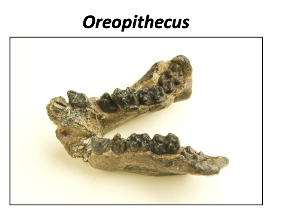 <p>extinct great ape during miocene epoch, 9-7 mya, Italy</p>