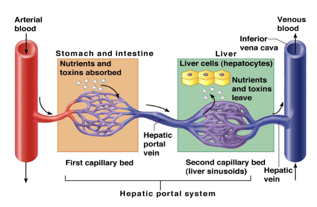 <p>Blood drains into what vein as it leaves the liver?</p>