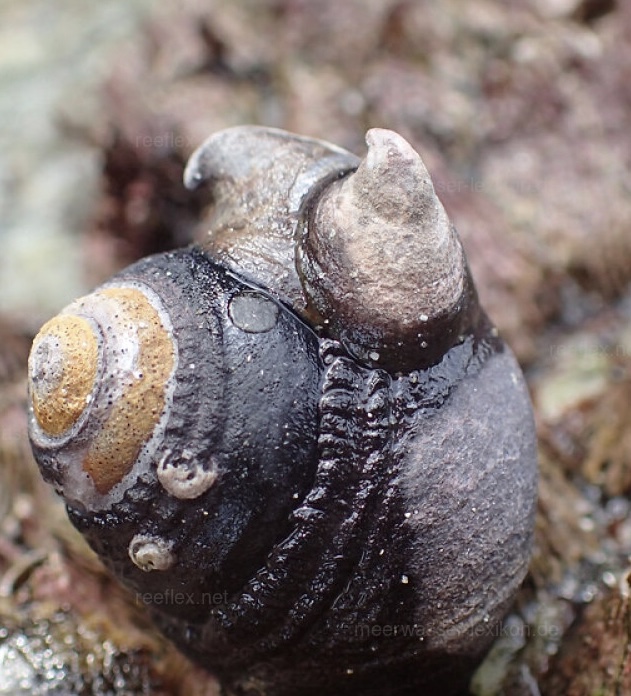 <p>Hooked Slippersnail</p>