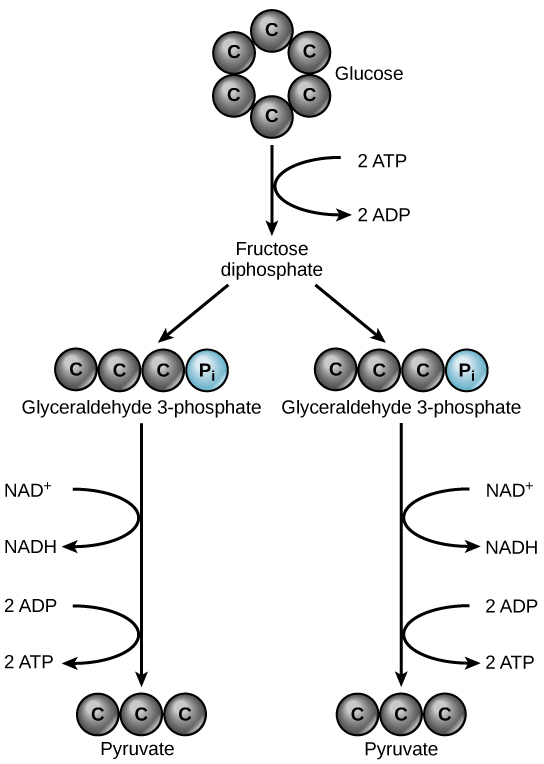 <p>Glycolysis “sugar splitting”</p>