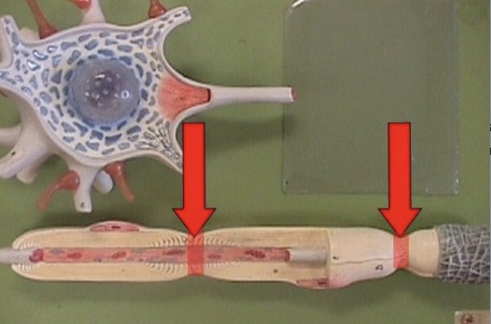 <p>areas of unmyelinated axonal membrane, location of ion channels necessary for action potential transmission</p>