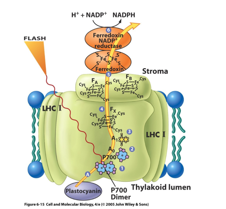 <ul><li><p>step 1: following energy absorption, P700<sup>*</sup> transfers an electron to a separate monomeric chlorophyll <em>a </em>molecule (A<sub>0</sub>)</p></li><li><p>step 2: from A<sub>0</sub><sup>-</sup> to a phylloquinone molecule (A<sub>1</sub>)</p></li><li><p>step 3: from A<sub>1</sub><sup>-</sup><sub> </sub>to an iron-sulfur cluster (F<sub>x</sub>)</p></li><li><p>step 4: from F<sub>x</sub><sup>- </sup>to two iron-sulfur clusters (F<sub>B</sub> and F<sub>A</sub>)</p></li><li><p>step 5: from F<sub>B</sub> and F<sub>A </sub>to a small water-soluble iron-sulfur protein, ferredoxin</p></li><li><p>step 6: reduction of NADP<sup>+</sup> by ferredoxin-NADP+ reductase</p></li></ul><p></p>