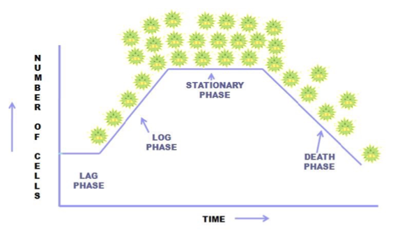 <p>D. The final growth phase where nutrients are depleted and bacteria die.</p>