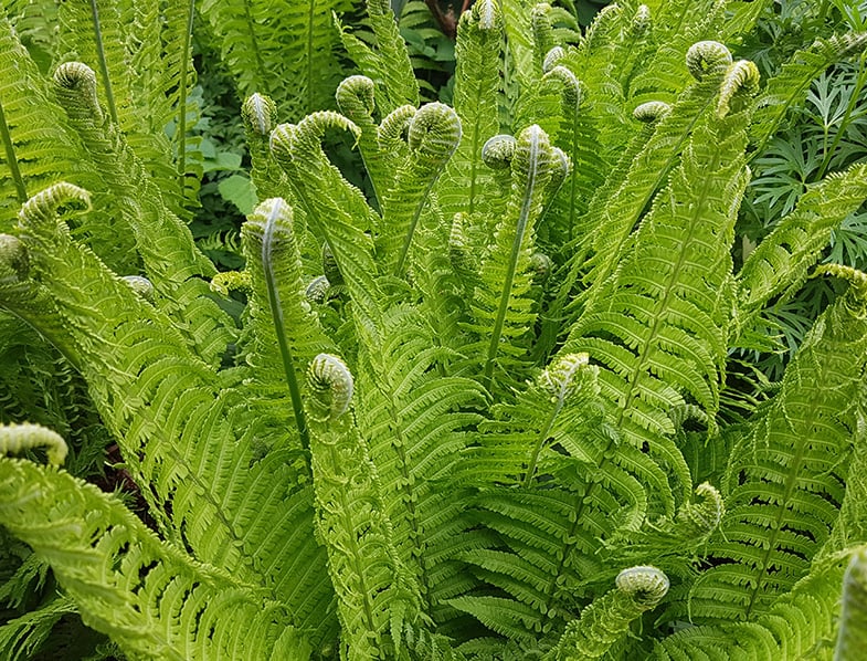 <p>Large fern that comes up in a clump from a black knot-like rhizome. </p><p>• Sterile fronds resemble ostrich plumes. Separate fertile fronds grow in the middle of the clump.</p><p>• Best known for ONLY EDIBLE fiddleheads in early spring, which are the fronds unfolding </p><p>• Streambanks and wet areas </p>